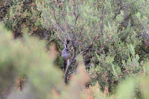 Marmora's Warbler (Curruca sarda), photo 7