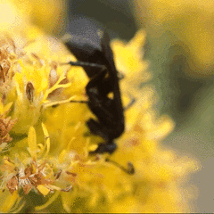 Anoplius semicinctus