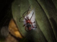 Dimidamus dimidiatus