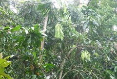 Pentagonia macrophylla