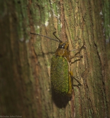 Hoplostines laporteae