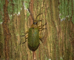 Hoplostines laporteae