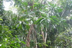 Pentagonia macrophylla