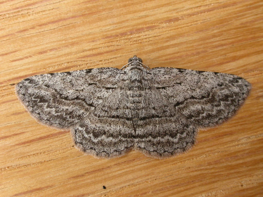 Psilosticha attacta