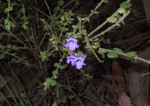 Velvet Mint-bush (Prostanthera incana)