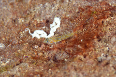 Coryphopterus eidolon