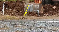 Nyctereutes procyonoides