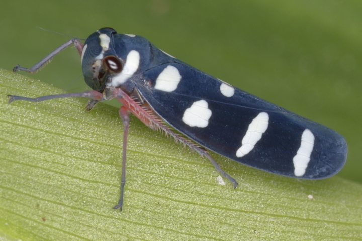 Amblyscartidia