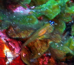 Coryphopterus lipernes