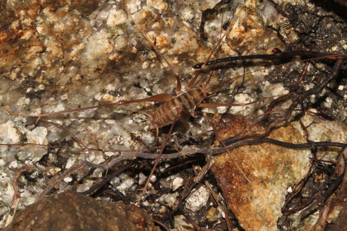 Cymi Cave-cricket