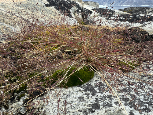 fescue (Festuca edlundiae)