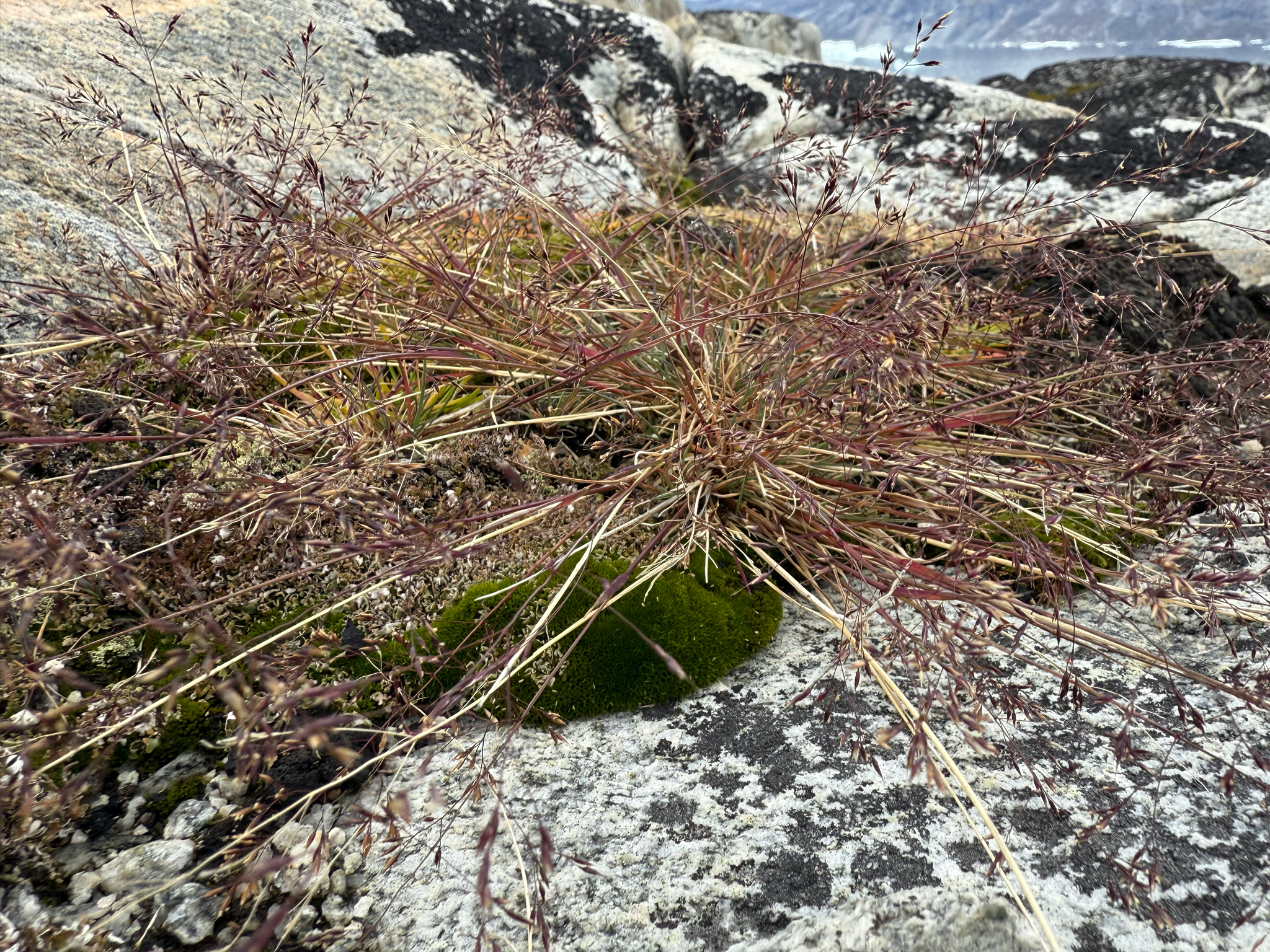 Festuca edlundiae