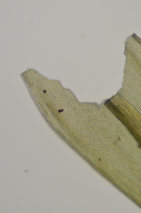 Racomitrium macounii alpinum