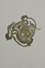 Racomitrium macounii alpinum