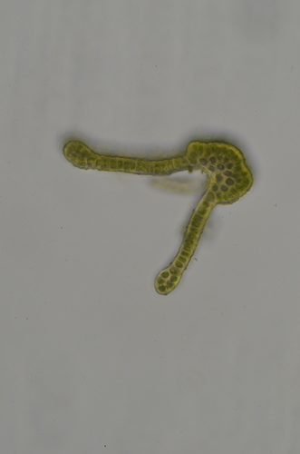 Image of Racomitrium macounii by no rights reserved