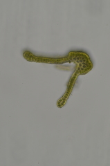 Racomitrium macounii alpinum