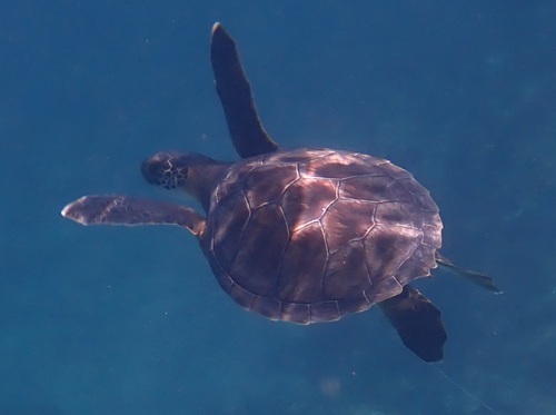 Chelonia mydas