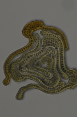 Racomitrium macounii alpinum