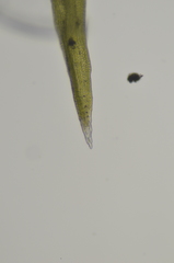 Racomitrium macounii alpinum