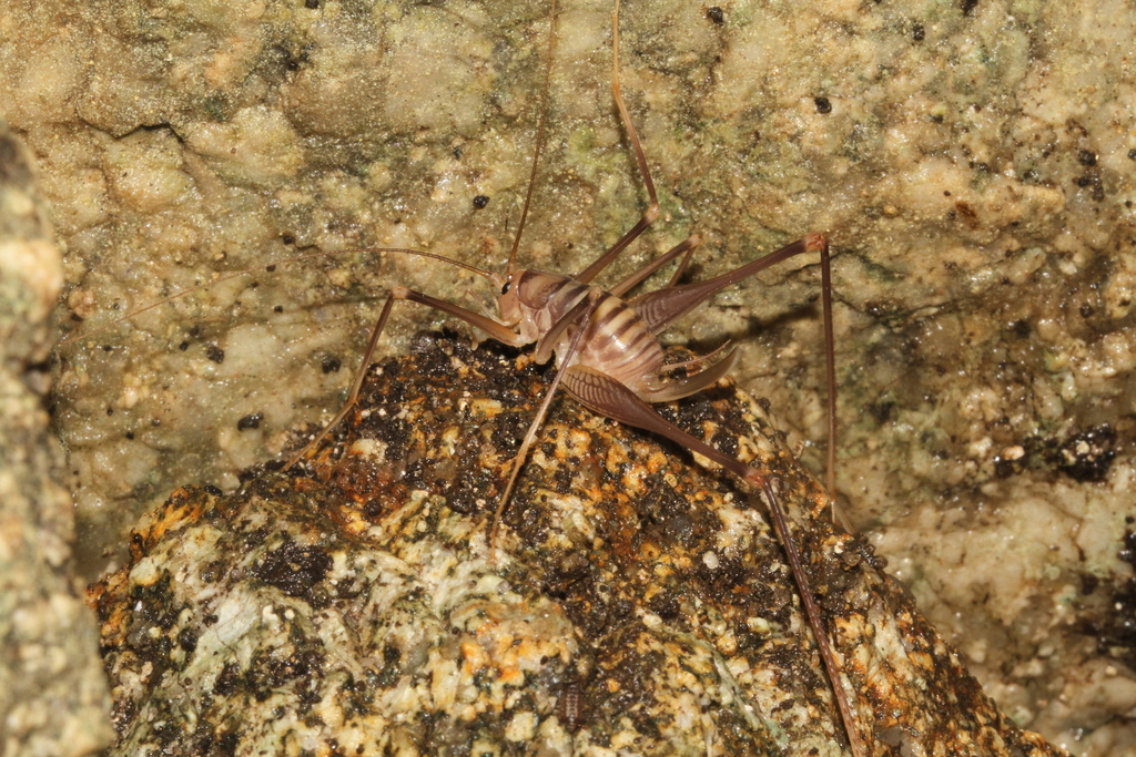 Bormans' Cave-cricket