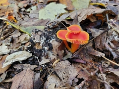 Hygrocybe marchii