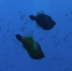 Cantherhines macrocerus