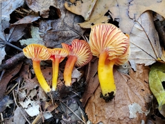 Hygrocybe marchii