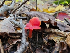 Hygrocybe marchii