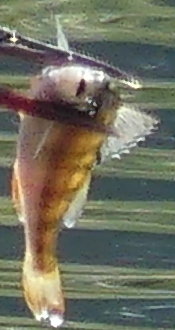 Perca fluviatilis
