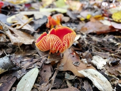 Hygrocybe marchii