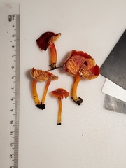 Hygrocybe marchii