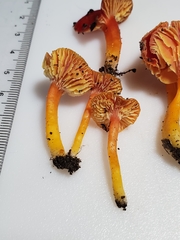 Hygrocybe marchii