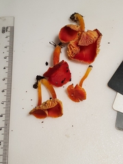 Hygrocybe marchii