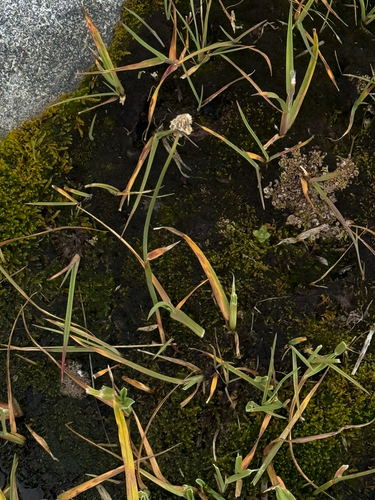 Alpine meadow-foxtail (Alopecurus magellanicus)