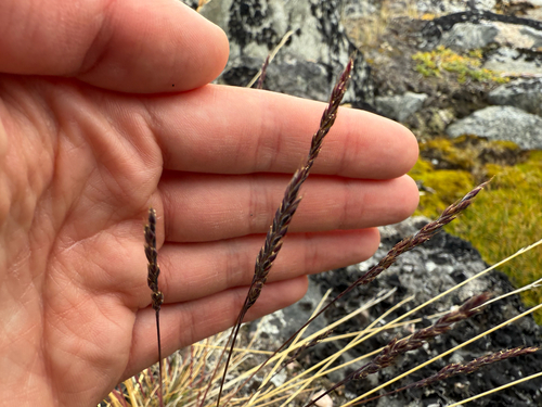 Shortleaf Fescue (Festuca brachyphylla)