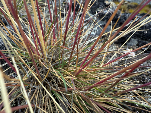 Festuca brachyphylla, photograph 6