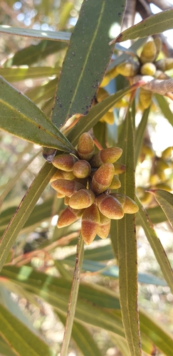 Image of Eucalyptus cneorifolia by (c) Andrew Thornhill, some rights reserved (CC BY)