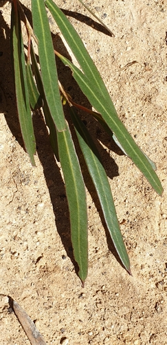 Image of Eucalyptus cneorifolia by (c) Andrew Thornhill, some rights reserved (CC BY)