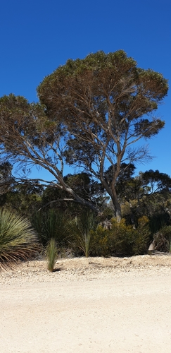 Image of Eucalyptus cneorifolia by (c) Andrew Thornhill, some rights reserved (CC BY)