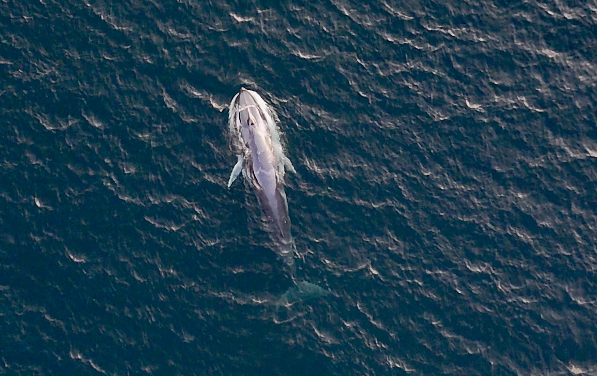 Balaenoptera omurai