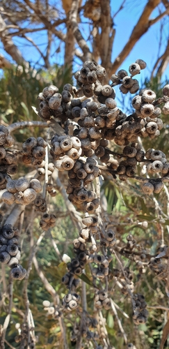 Image of Eucalyptus cneorifolia by (c) Andrew Thornhill, some rights reserved (CC BY)
