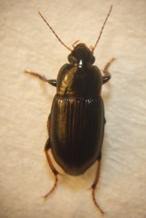 Hypharpax australis
