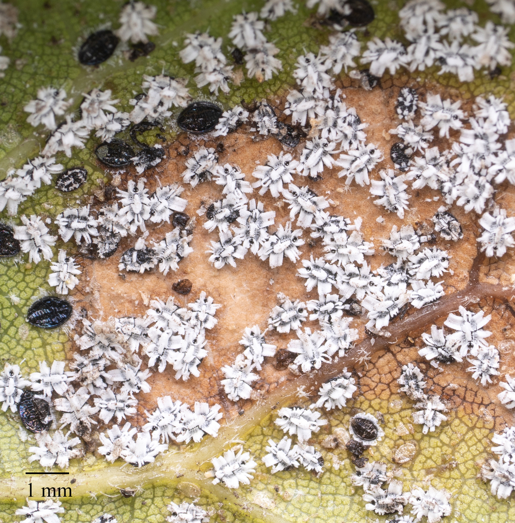 Crown Whitefly
