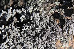 Stereocaulon paschale