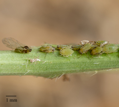 Lipaphis pseudobrassicae