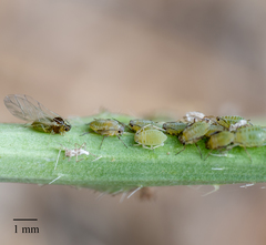 Lipaphis pseudobrassicae