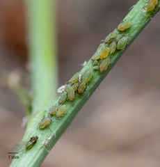 Lipaphis pseudobrassicae