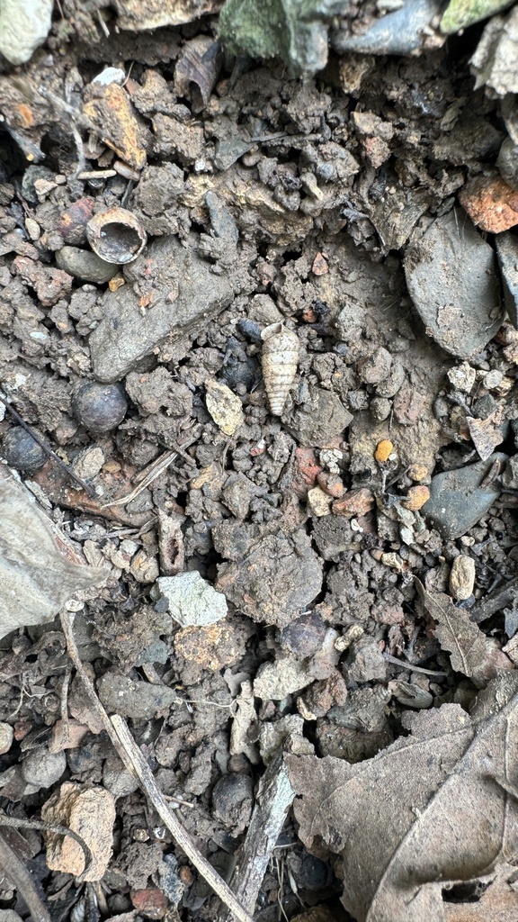 Pseudobuliminus krejcii