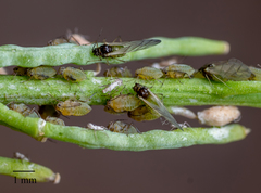 Lipaphis pseudobrassicae