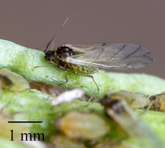 Lipaphis pseudobrassicae